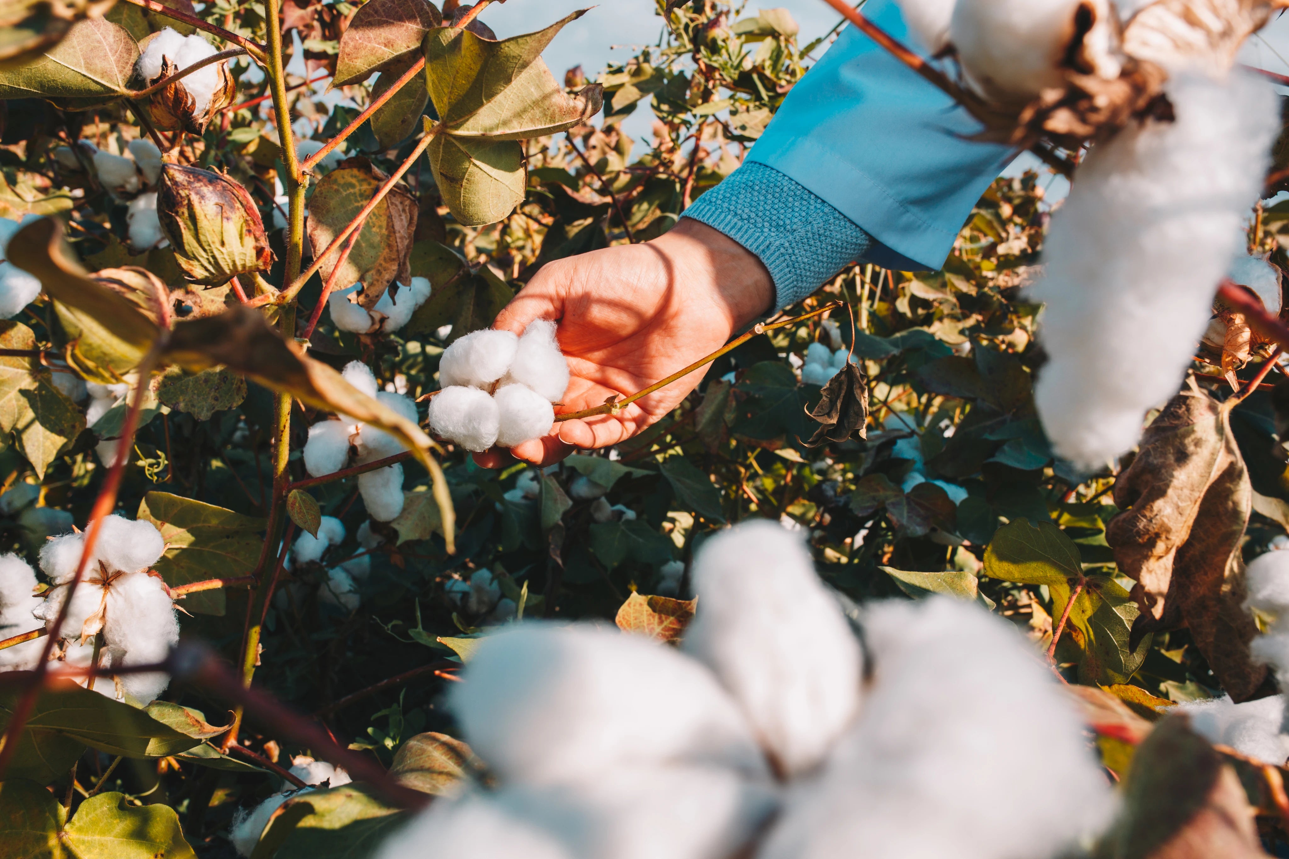 Cotton bolls growing on a farm