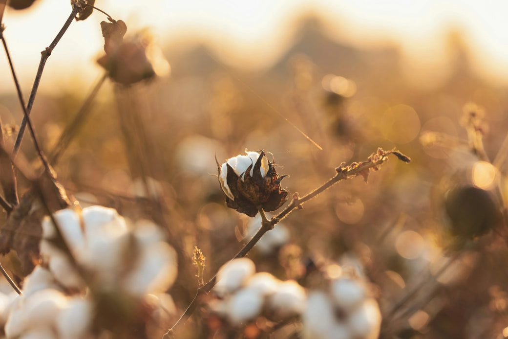 A laboratory test of organic cotton fibers.