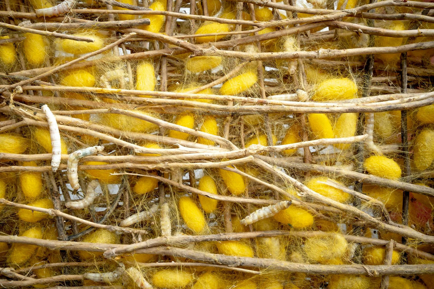 Cocoons collected after the moths have hatched.