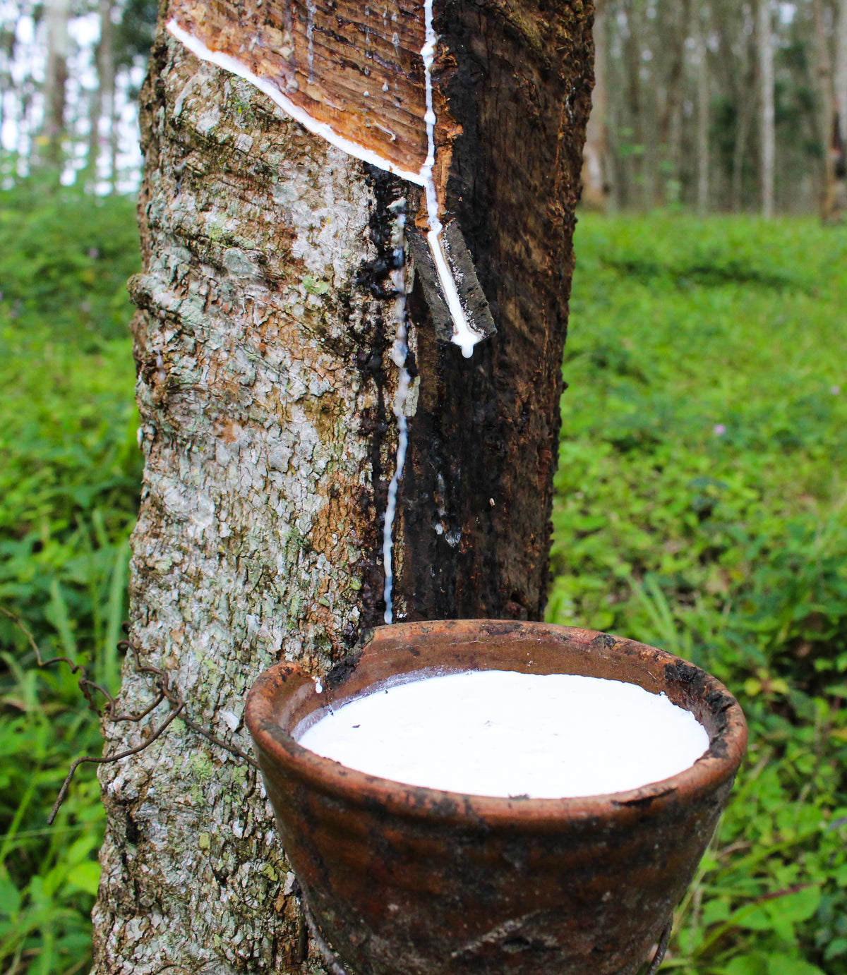 11 Ways Natural Shredded Latex is Good For You and the Planet
