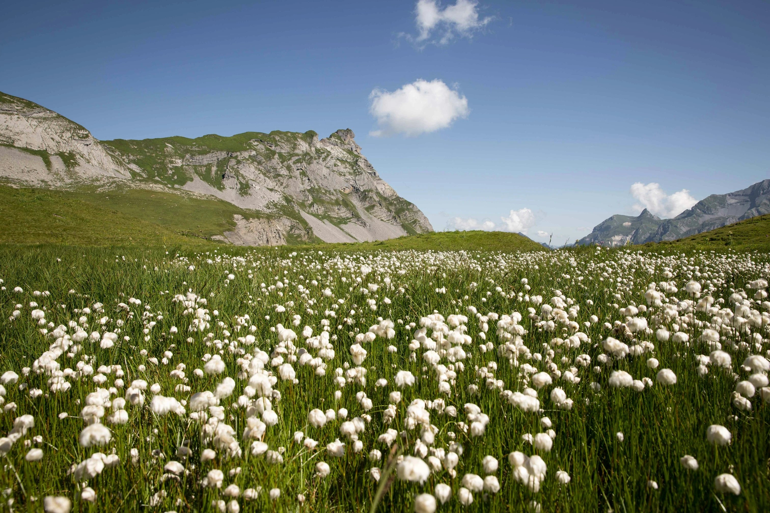 Organic cotton plants in a field