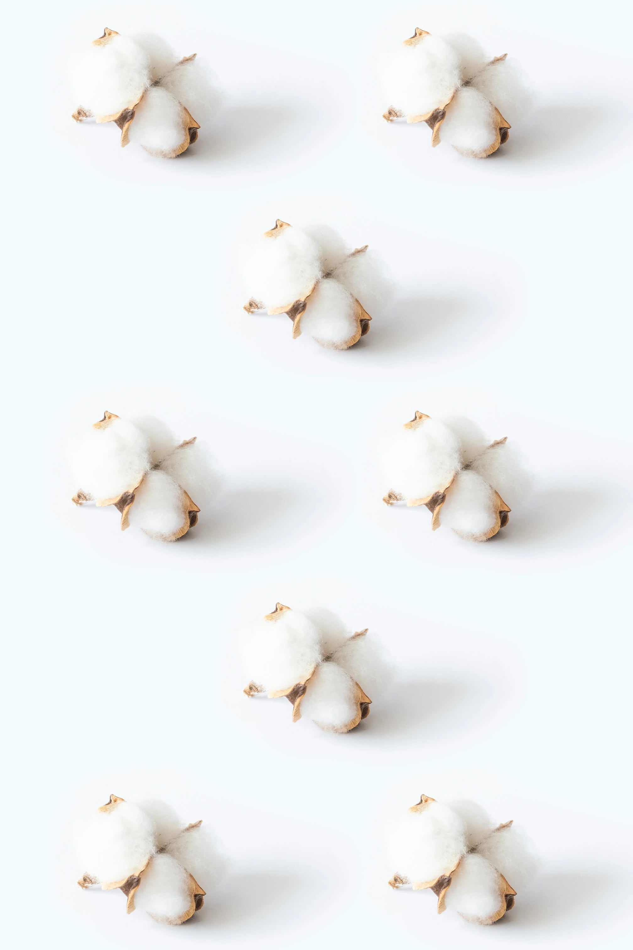 Organic cotton bolls