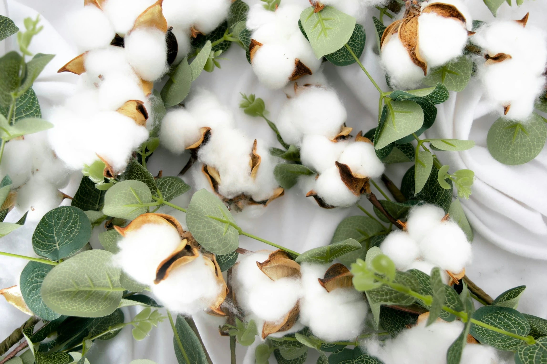 Soft organic cotton bolls catch morning light in the field.