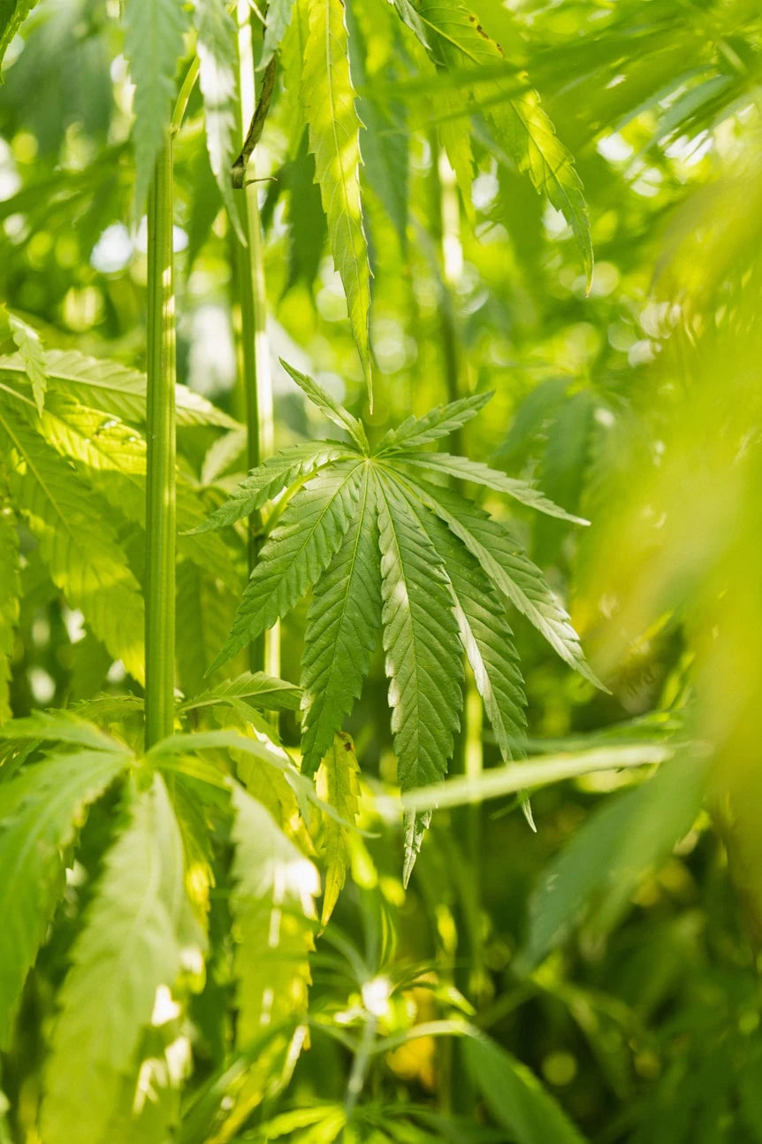 A close-up of rope-like hemp fibers.