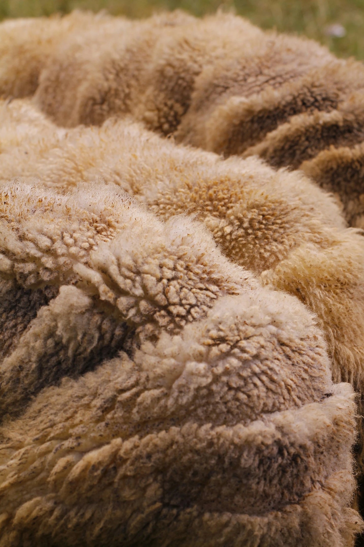 Spools of natural wool yarn.