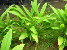 Vegetable Dye-Mango Yellow
